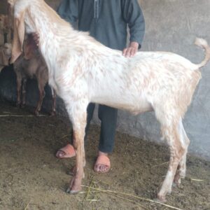 Home dnk yellow shoes