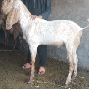 Home dnk yellow shoes