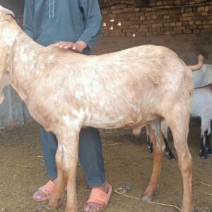 Home dnk yellow shoes