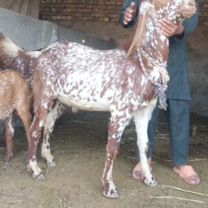 Home dnk yellow shoes